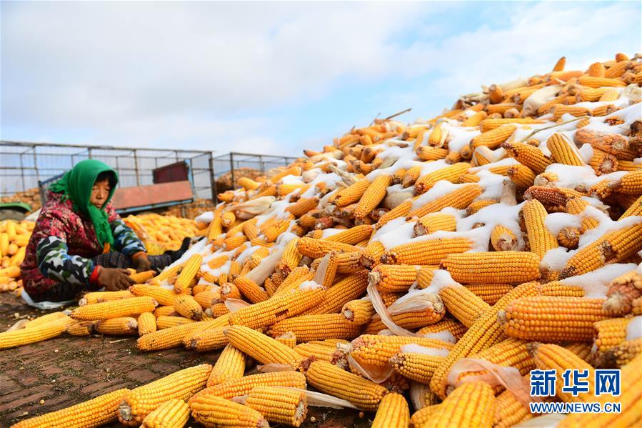 (在習(xí)近平新時(shí)代中國(guó)特色社會(huì)主義思想指引下——新時(shí)代新作為新篇章·鄉(xiāng)村振興戰(zhàn)略·圖文互動(dòng))(1)吉林榆樹:產(chǎn)糧“冠軍縣”大旱之年從容應(yīng)對(duì)減產(chǎn)考驗(yàn)