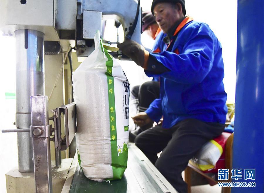 (在習(xí)近平新時(shí)代中國(guó)特色社會(huì)主義思想指引下——新時(shí)代新作為新篇章·鄉(xiāng)村振興戰(zhàn)略·圖文互動(dòng))(3)吉林榆樹:產(chǎn)糧“冠軍縣”大旱之年從容應(yīng)對(duì)減產(chǎn)考驗(yàn)