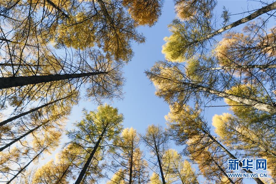 （新華全媒頭條&middot;圖文互動(dòng)）（9）那一抹綠色，走進(jìn)越來越多人心里&mdash;&mdash;河北塞罕壩續(xù)寫新時(shí)代綠色傳奇