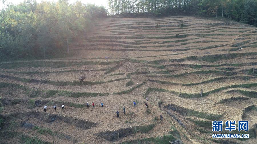 (在習(xí)近平新時(shí)代中國特色社會(huì)主義思想指引下·慶祝改革開放40周年·共享發(fā)展·圖文互動(dòng))(2)“浙江親人”請(qǐng)心安 白茶苗已種滿山——浙江安吉捐贈(zèng)四川青川白茶苗種植地探訪