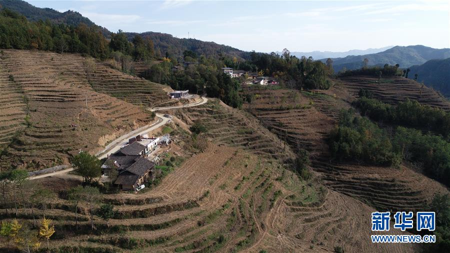 (在習(xí)近平新時(shí)代中國特色社會(huì)主義思想指引下·慶祝改革開放40周年·共享發(fā)展·圖文互動(dòng))(3)“浙江親人”請(qǐng)心安 白茶苗已種滿山——浙江安吉捐贈(zèng)四川青川白茶苗種植地探訪