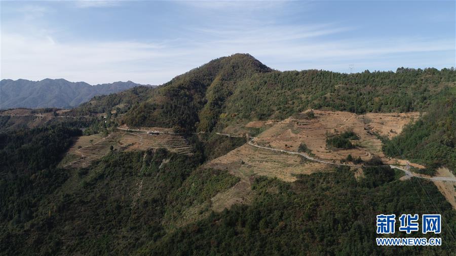 (在習(xí)近平新時(shí)代中國特色社會(huì)主義思想指引下·慶祝改革開放40周年·共享發(fā)展·圖文互動(dòng))(4)“浙江親人”請(qǐng)心安 白茶苗已種滿山——浙江安吉捐贈(zèng)四川青川白茶苗種植地探訪