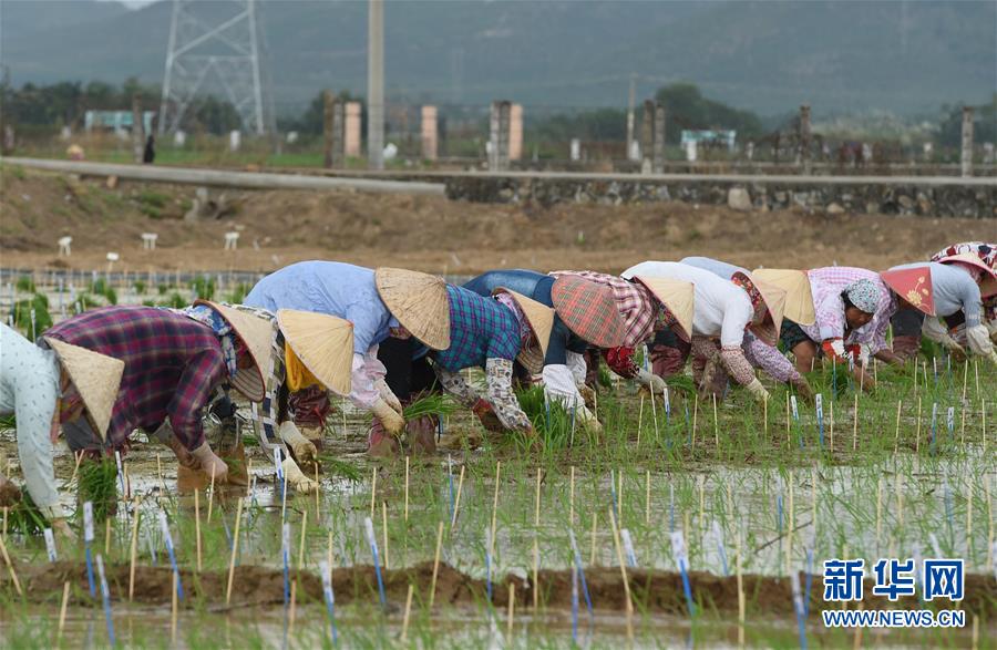 (百城百縣百企調(diào)研行·圖文互動(dòng))(4)海南農(nóng)墾:農(nóng)業(yè)“國(guó)家隊(duì)”打贏改革“翻身仗”