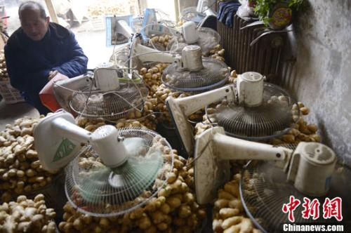 資料圖：山西太原蔬菜批發(fā)市場(chǎng)，姜販用多臺(tái)電風(fēng)扇風(fēng)干新鮮潮濕的生姜。<a target='_blank' ><p  align=
