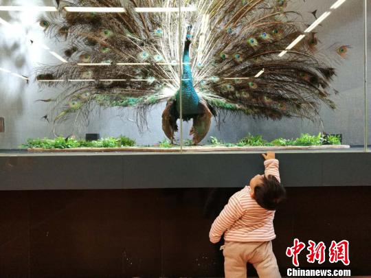 圖為展覽現(xiàn)場(chǎng)?！『h(yuǎn)航 攝