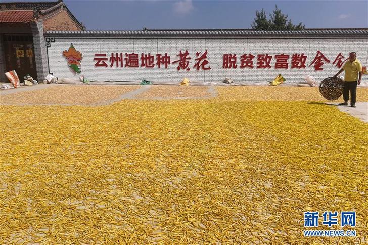 （在習(xí)近平新時(shí)代中國(guó)特色社會(huì)主義思想指引下&mdash;&mdash;新時(shí)代新作為新篇章&middot;鄉(xiāng)村振興戰(zhàn)略&middot;圖文互動(dòng)）（2）一株忘憂草，萬(wàn)家喜眉梢&mdash;&mdash;山西省大同市云州區(qū)黃花產(chǎn)業(yè)扶貧觀察