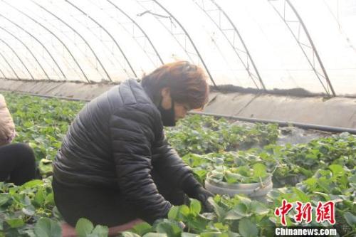 正值隆冬時(shí)節(jié)，山西省長(zhǎng)治市長(zhǎng)子縣天寒地凍，最低氣溫已有零下十幾度，當(dāng)?shù)氐氖卟舜笈飪?nèi)卻&ldquo;春意盎然&rdquo;、生機(jī)勃勃?！⊥蹙S寧 攝