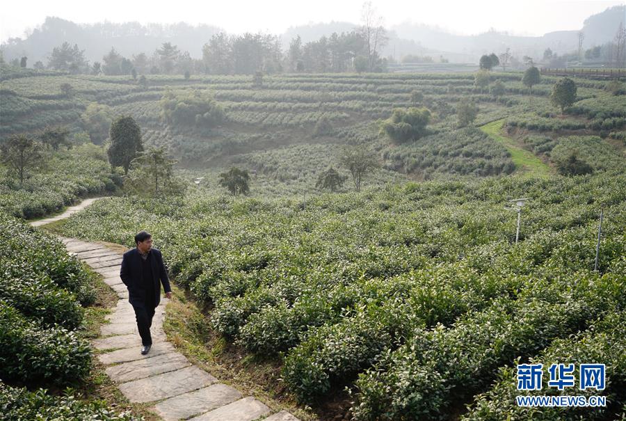 （在習(xí)近平新時代中國特色社會主義思想指引下&mdash;&mdash;新時代新作為新篇章&middot;鄉(xiāng)村振興戰(zhàn)略&middot;圖文互動）（1）老支書王興強的新&ldquo;茶事&rdquo;