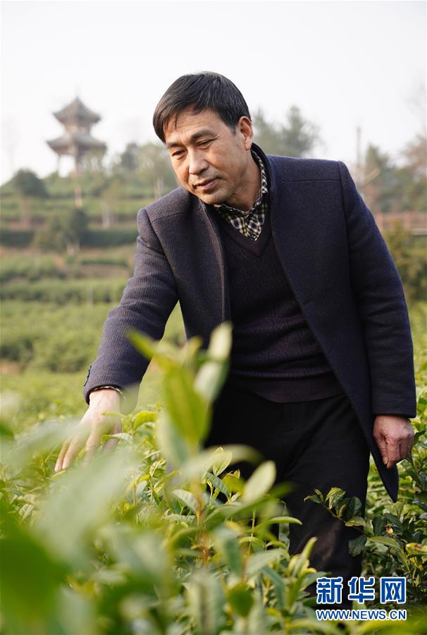 （在習(xí)近平新時代中國特色社會主義思想指引下&mdash;&mdash;新時代新作為新篇章&middot;鄉(xiāng)村振興戰(zhàn)略&middot;圖文互動）（3）老支書王興強的新&ldquo;茶事&rdquo;