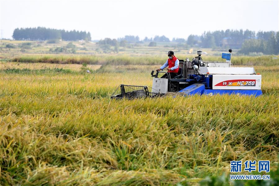 （新華全媒頭條&middot;愛國情 奮斗者&middot;圖文互動(dòng)）（6）一個(gè)村的奮斗，一個(gè)時(shí)代的巨變&mdash;&mdash;記敢&ldquo;蹚新路&rdquo;的小崗人