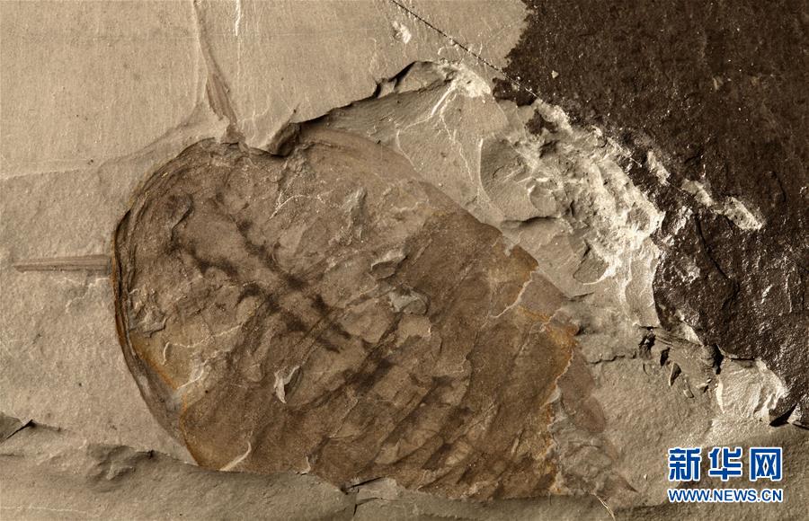 (新華全媒頭條·圖文互動)(10)探尋5億年前“生命大爆炸”之奧秘——中國科學家發(fā)現(xiàn)寒武紀“化石寶庫”清江生物群紀實