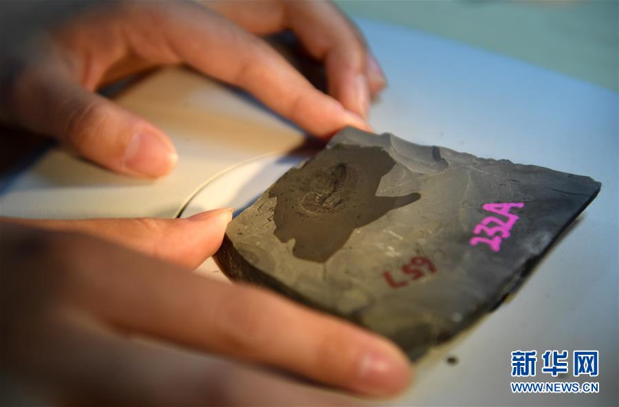 (新華全媒頭條·圖文互動)(8)探尋5億年前“生命大爆炸”之奧秘——中國科學家發(fā)現(xiàn)寒武紀“化石寶庫”清江生物群紀實