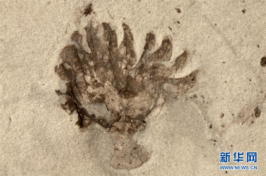 (新華全媒頭條·圖文互動)(9)探尋5億年前“生命大爆炸”之奧秘——中國科學家發(fā)現(xiàn)寒武紀“化石寶庫”清江生物群紀實