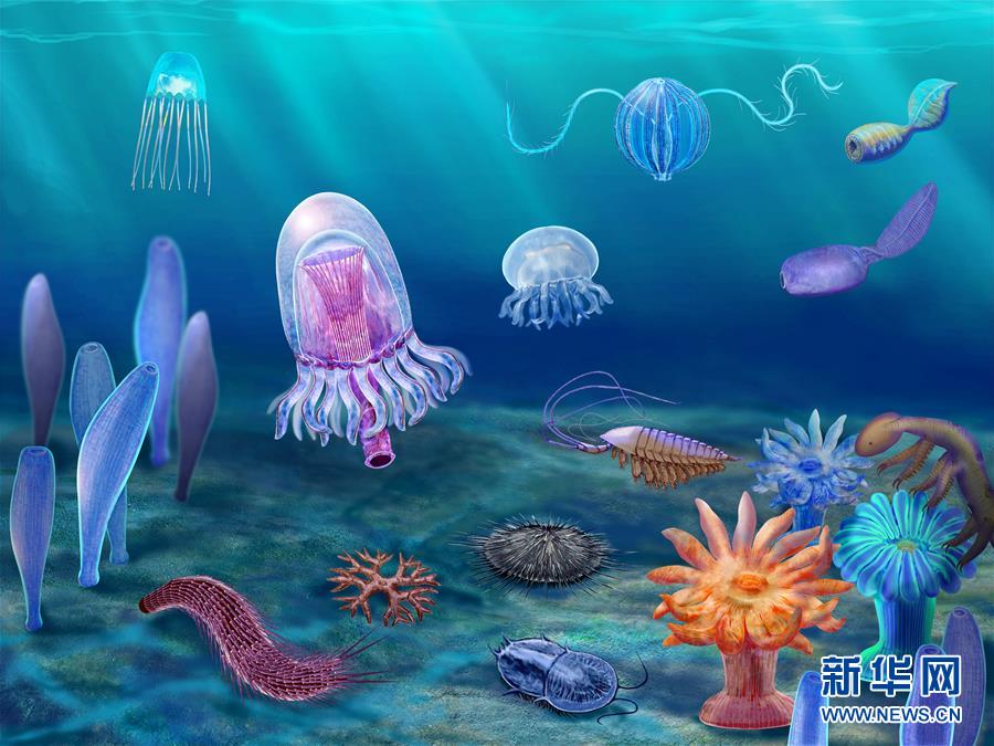 (新華全媒頭條·圖文互動)(15)探尋5億年前“生命大爆炸”之奧秘——中國科學家發(fā)現(xiàn)寒武紀“化石寶庫”清江生物群紀實