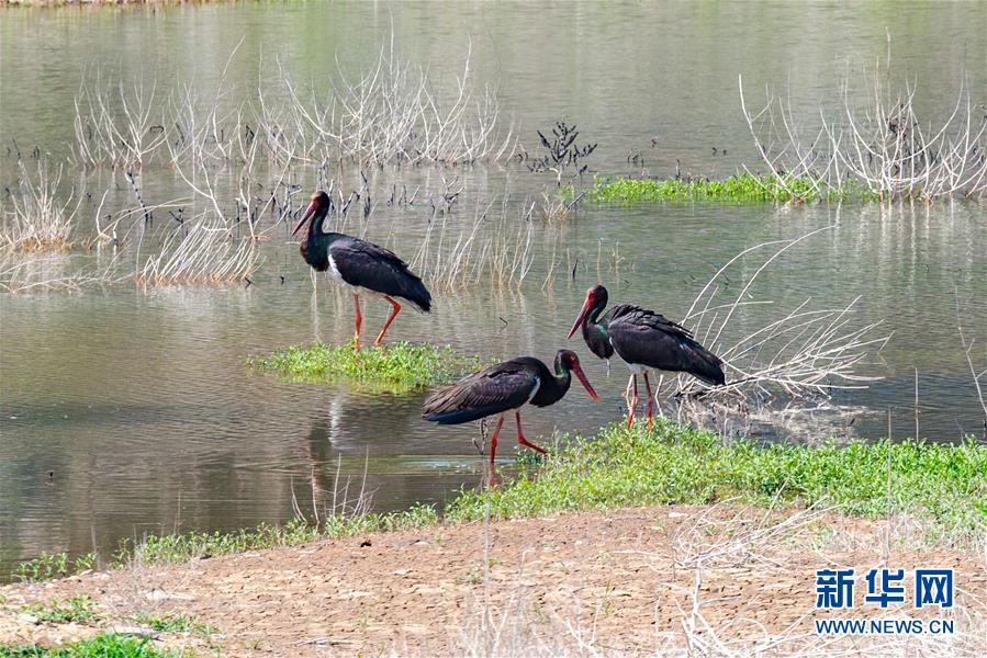 (生態(tài)文明建設(shè)·圖文互動)(3)從亂河灘到“鳥的天堂”——一名攝影師鏡頭里的“生態(tài)變奏曲”