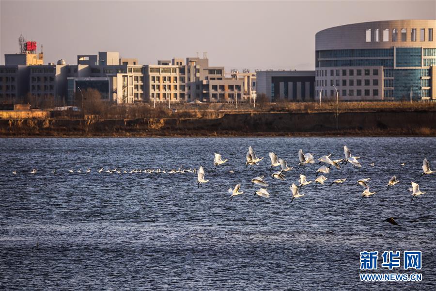 (生態(tài)文明建設(shè)·圖文互動)(6)從亂河灘到“鳥的天堂”——一名攝影師鏡頭里的“生態(tài)變奏曲”