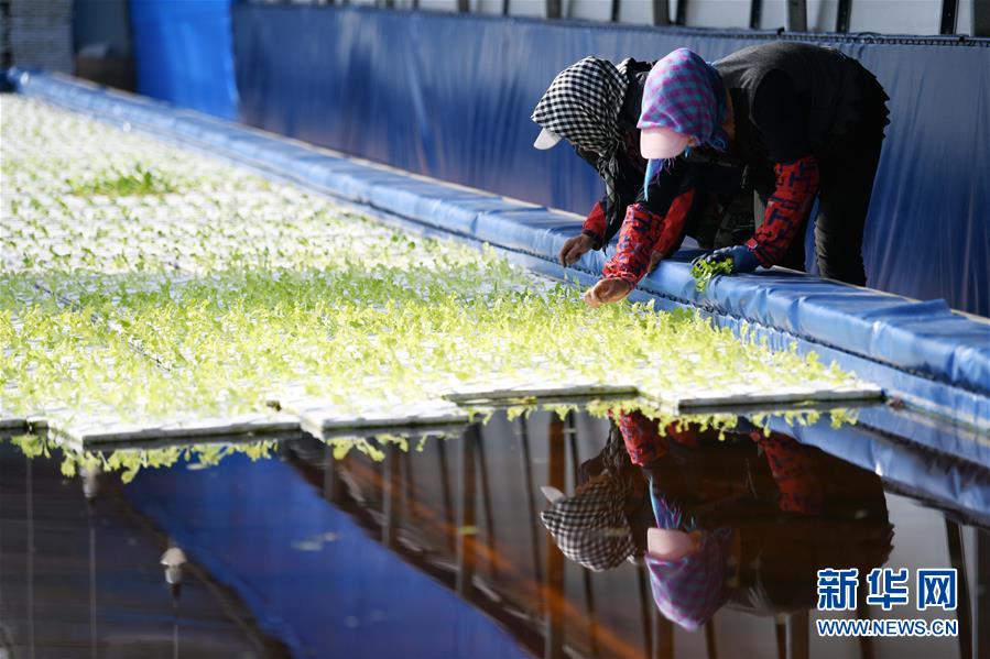 (壯麗70年 奮斗新時代——推動高質(zhì)量發(fā)展調(diào)研行·圖文互動)(5)黑龍江賓縣:“北菜南銷”演繹結(jié)構(gòu)調(diào)整“大文章”