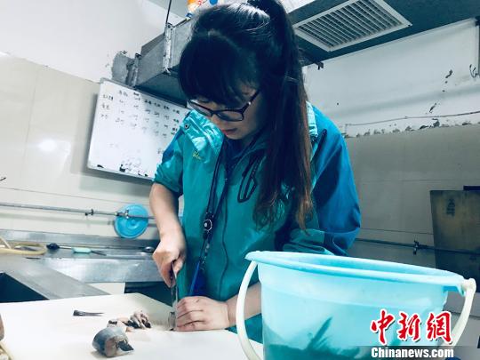 于雅麗在餌料操作間，準備著動物們的食物?！“瑧c龍 攝