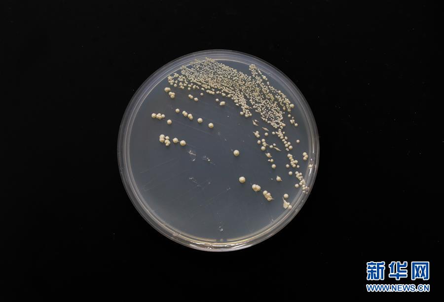 (新華全媒頭條·圖文互動)(6)“兩個一公里”的創(chuàng)新答案——上海全力建設(shè)全球科創(chuàng)中心紀(jì)實