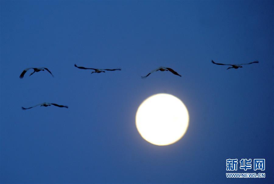 （北京世園會(huì)&middot;圖文互動(dòng)）（1）吉林分區(qū)域推進(jìn)生態(tài)保護(hù) 讓綠色發(fā)展底氣更足