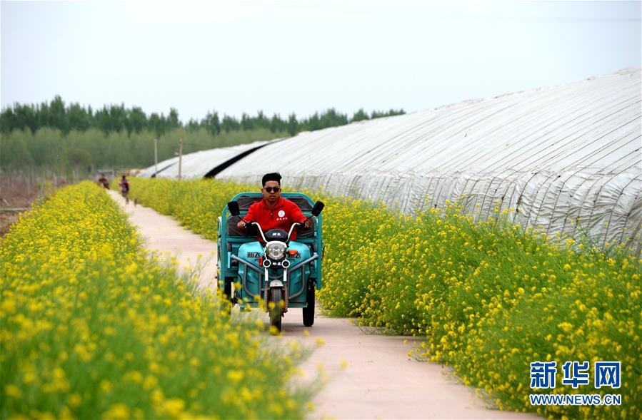 （新華全媒頭條&middot;愛國情 奮斗者&middot;圖文互動）（6）把論文寫在祖國的大地上&mdash;&mdash;中國農(nóng)業(yè)大學(xué)46年扎根河北曲周服務(wù)鄉(xiāng)村振興紀(jì)實