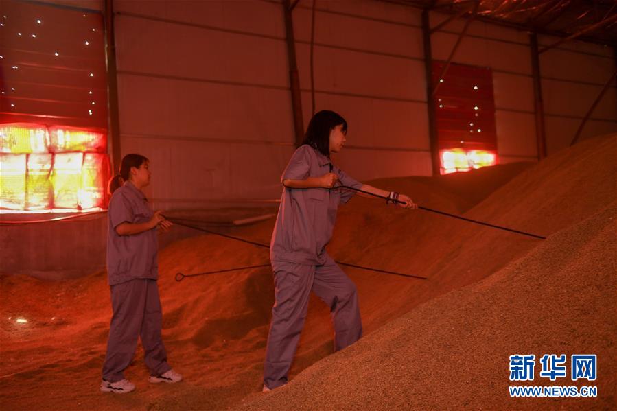 (在習(xí)近平新時(shí)代中國(guó)特色社會(huì)主義思想指引下——新時(shí)代新作為新篇章·圖文互動(dòng))(4)大學(xué)生種田讓農(nóng)民“老把式”開(kāi)了眼——吉林長(zhǎng)白山下的稻田新事