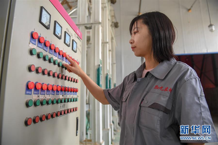 (在習(xí)近平新時(shí)代中國(guó)特色社會(huì)主義思想指引下——新時(shí)代新作為新篇章·圖文互動(dòng))(5)大學(xué)生種田讓農(nóng)民“老把式”開(kāi)了眼——吉林長(zhǎng)白山下的稻田新事