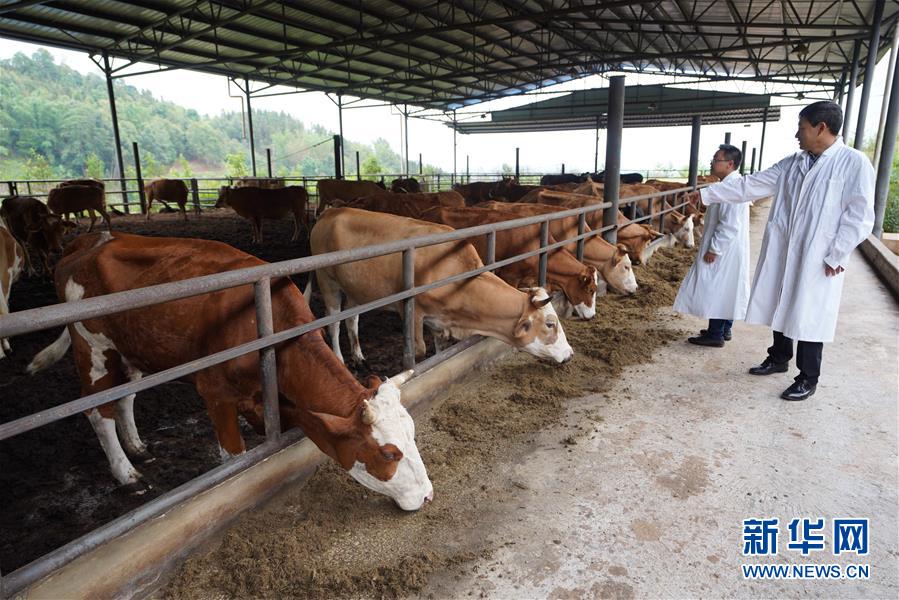 （直過民族脫貧攻堅&middot;圖文互動）（4）&ldquo;人類童年&middot;西盟佤部落&rdquo;成長記