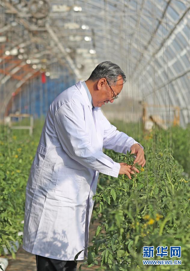 (新華全媒頭條·圖文互動(dòng))(3)和蔬菜“說話”的人——中國(guó)工程院院士李天來(lái)的“棚菜人生”