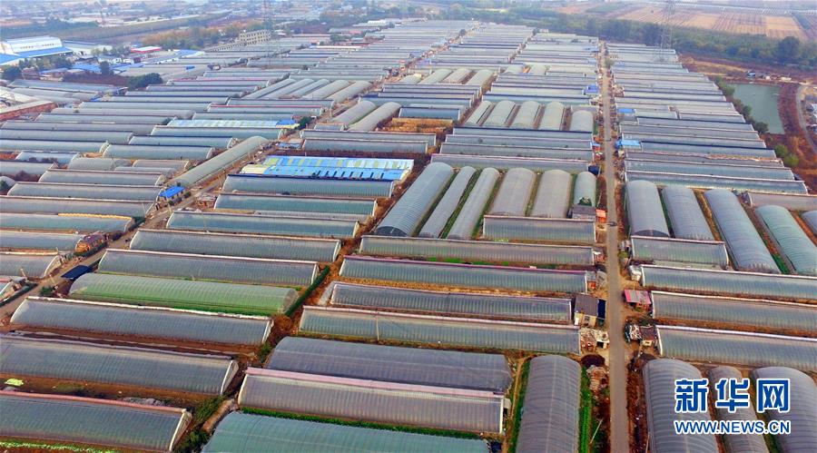 (新華全媒頭條·圖文互動(dòng))(4)和蔬菜“說話”的人——中國(guó)工程院院士李天來(lái)的“棚菜人生”