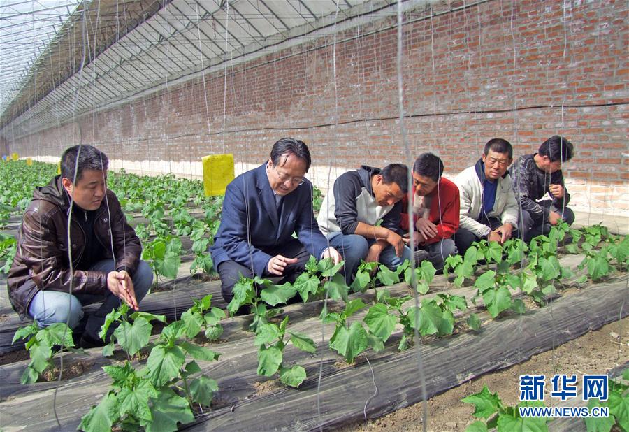 (新華全媒頭條·圖文互動(dòng))(6)和蔬菜“說話”的人——中國(guó)工程院院士李天來(lái)的“棚菜人生”