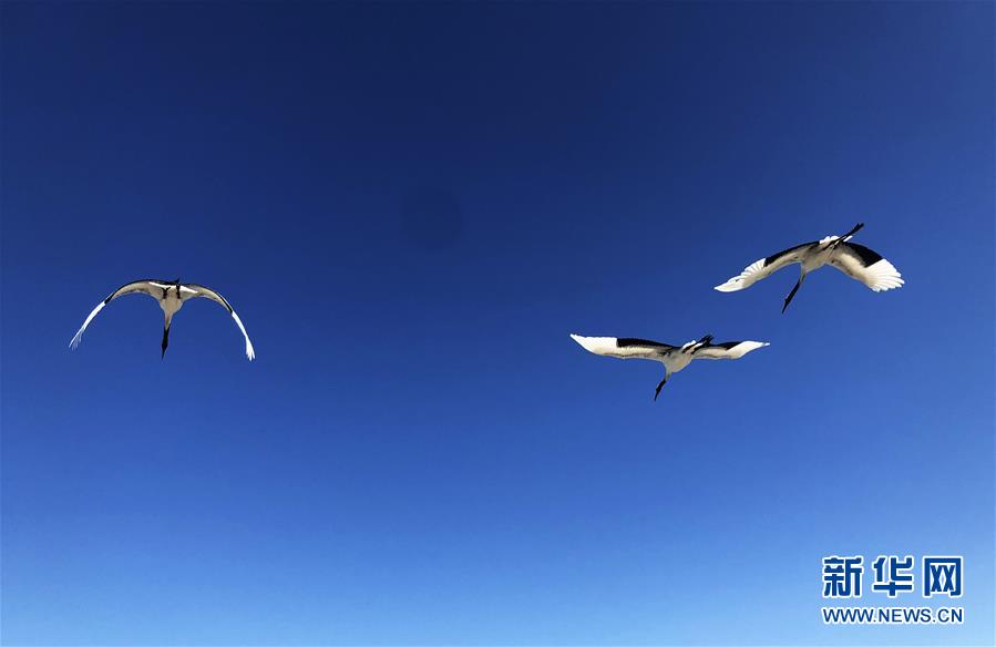 （在習(xí)近平新時(shí)代中國(guó)特色社會(huì)主義思想指引下&mdash;&mdash;新時(shí)代新作為新篇章&middot;圖文互動(dòng)）（3）從&ldquo;人鳥爭(zhēng)食&rdquo; 到&ldquo;人鶴和諧&rdquo;&mdash;&mdash;濕地生態(tài)保護(hù)的&ldquo;扎龍?zhí)剿?rdquo;