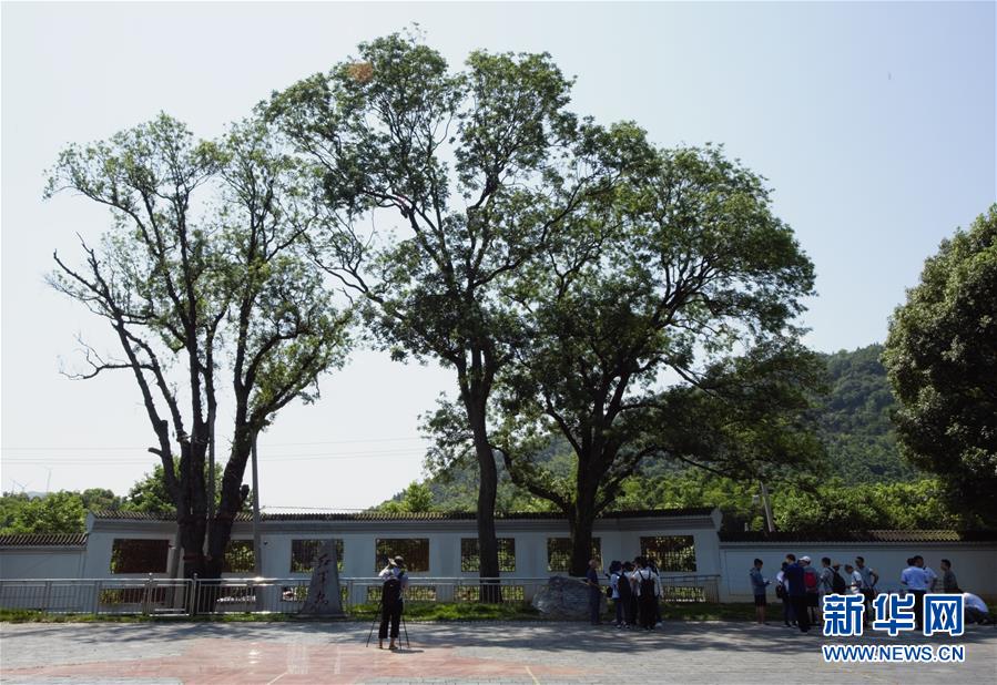 （壯麗70年&middot;奮斗新時代&mdash;&mdash;記者再走長征路&middot;圖文互動）（6）&ldquo;紅軍樹&rdquo;下憶初心、守初心