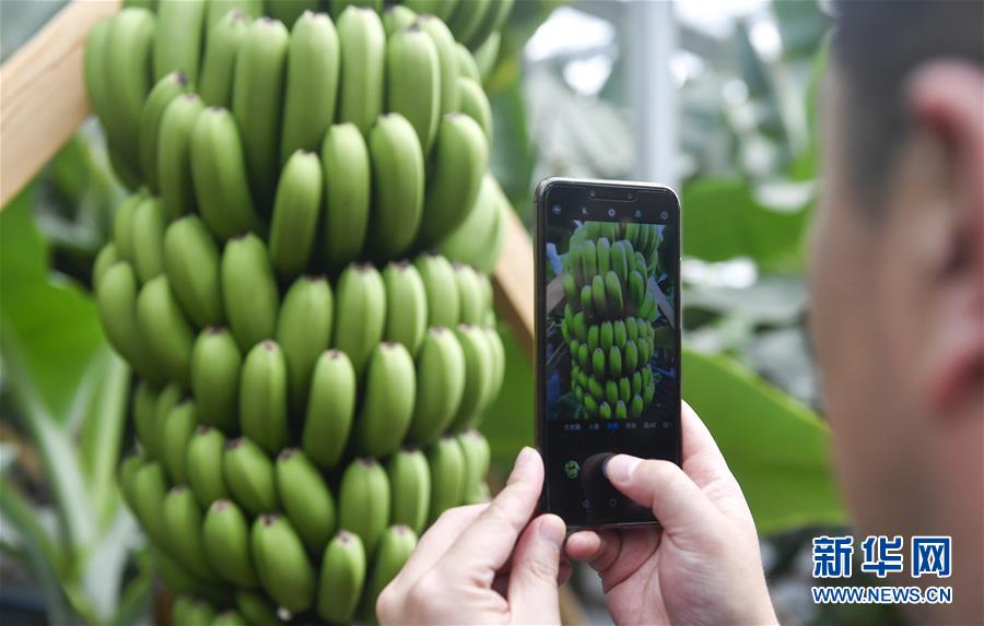 （在習(xí)近平新時(shí)代中國特色社會(huì)主義思想指引下&mdash;&mdash;新時(shí)代新作為新篇章&middot;圖文互動(dòng)）（1）吉林萬昌現(xiàn)代農(nóng)業(yè)發(fā)展先導(dǎo)區(qū)&ldquo;三變&rdquo; 