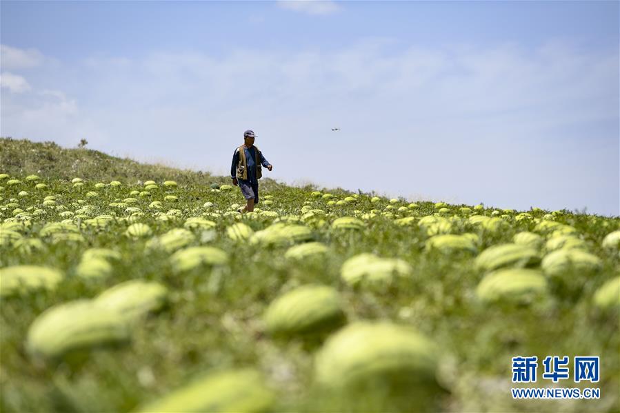 （壯麗70年&middot;奮斗新時(shí)代&mdash;&mdash;共和國(guó)發(fā)展成就巡禮&middot;圖文互動(dòng)）（4）生態(tài)美、百姓富&mdash;&mdash;品讀嶄新&ldquo;寧夏畫(huà)卷&rdquo;