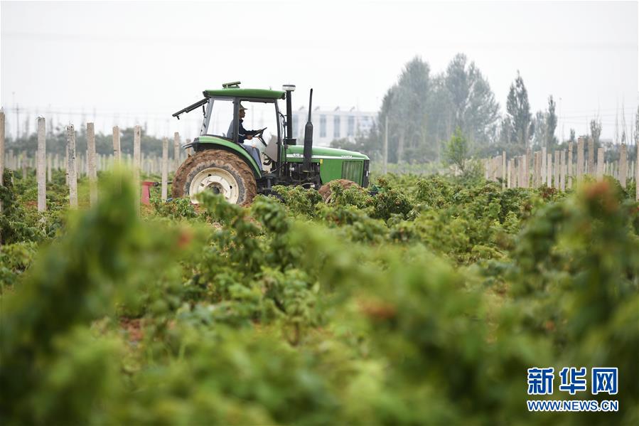 （壯麗70年&middot;奮斗新時(shí)代&mdash;&mdash;共和國(guó)發(fā)展成就巡禮&middot;圖文互動(dòng)）（10）生態(tài)美、百姓富&mdash;&mdash;品讀嶄新&ldquo;寧夏畫(huà)卷&rdquo;