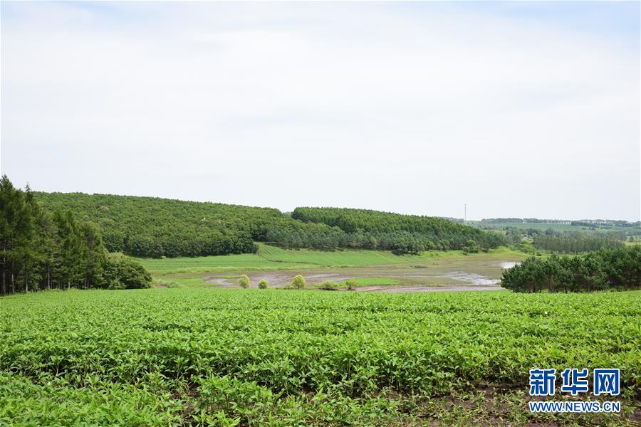 （在習近平新時代中國特色社會主義思想指引下&mdash;&mdash;新時代新作為新篇章&middot;圖文互動）（2）向林木要錢，讓綠樹生金&mdash;&mdash;黑龍江省拜泉縣發(fā)展綠色經(jīng)濟助脫貧
