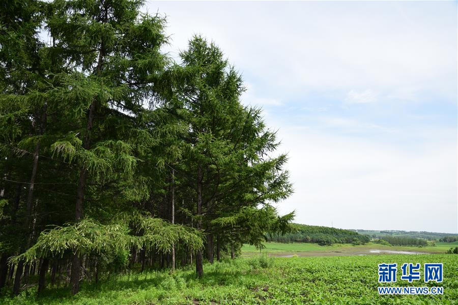 （在習近平新時代中國特色社會主義思想指引下&mdash;&mdash;新時代新作為新篇章&middot;圖文互動）（1）向林木要錢，讓綠樹生金&mdash;&mdash;黑龍江省拜泉縣發(fā)展綠色經(jīng)濟助脫貧