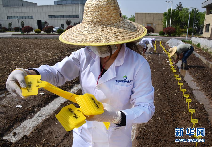 (壯麗70年·奮斗新時(shí)代——共和國發(fā)展成就巡禮)(10)看今朝齊風(fēng)魯韻 七十載芳華正勁——新中國成立以來山東領(lǐng)先發(fā)展紀(jì)實(shí)