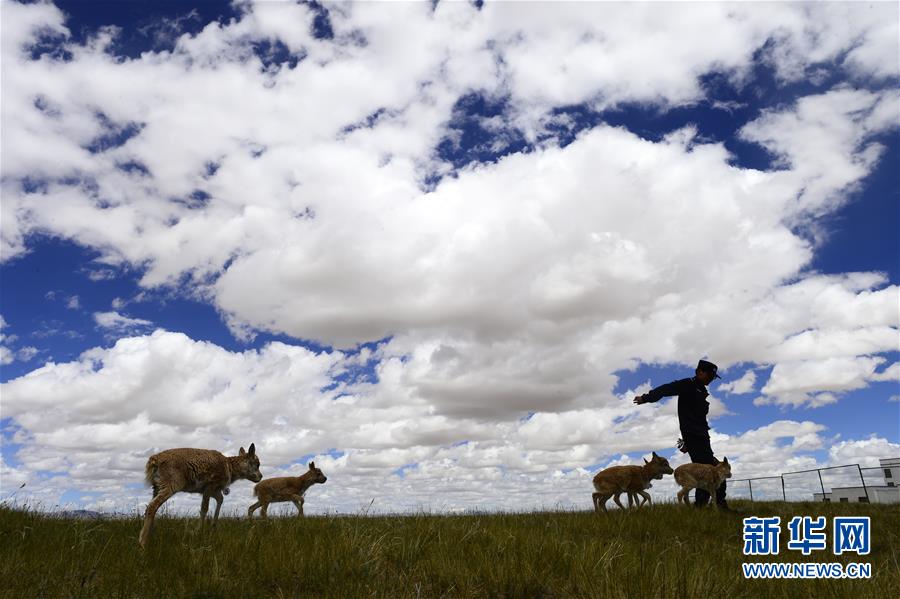 （今日關(guān)注&middot;第一屆國家公園論壇&middot;圖文互動）（5）首個國家公園什么樣？專家?guī)阆?ldquo;睹&rdquo;為快