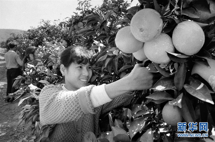 （紅土地&ldquo;往事新說(shuō)&rdquo;&middot;圖文互動(dòng)）（3）昔日房前&ldquo;一棵苗&rdquo; 今朝引來(lái)橙滿(mǎn)枝