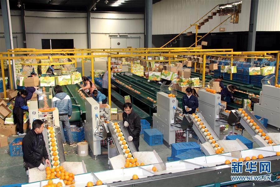 （紅土地&ldquo;往事新說(shuō)&rdquo;&middot;圖文互動(dòng)）（4）昔日房前&ldquo;一棵苗&rdquo; 今朝引來(lái)橙滿(mǎn)枝