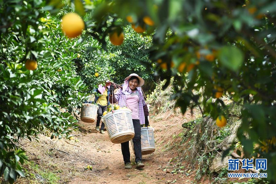 （紅土地&ldquo;往事新說(shuō)&rdquo;&middot;圖文互動(dòng)）（5）昔日房前&ldquo;一棵苗&rdquo; 今朝引來(lái)橙滿(mǎn)枝