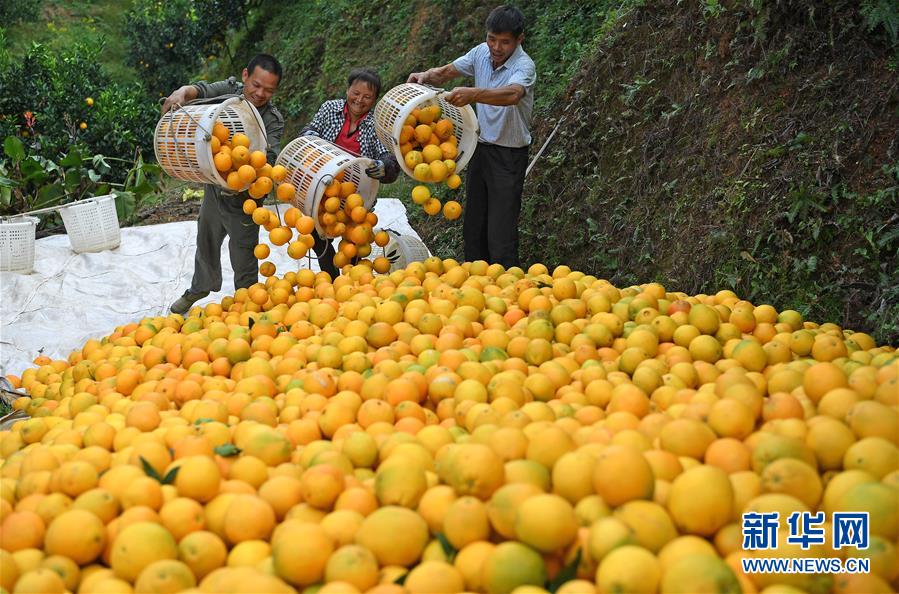 （紅土地&ldquo;往事新說(shuō)&rdquo;&middot;圖文互動(dòng)）（7）昔日房前&ldquo;一棵苗&rdquo; 今朝引來(lái)橙滿(mǎn)枝
