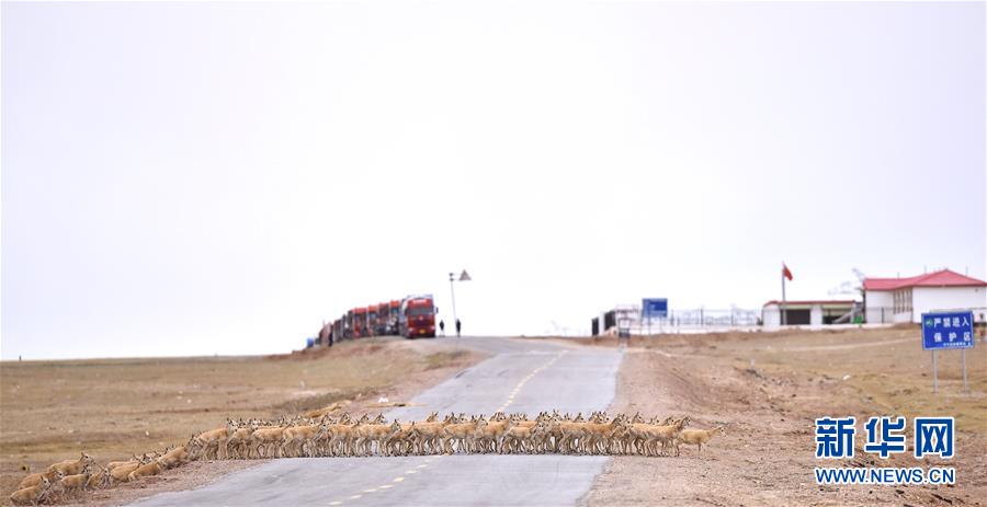 (新華全媒頭條·圖文互動)(4)確保“中華水塔”碧水東流——中國三江源生態(tài)保護報告