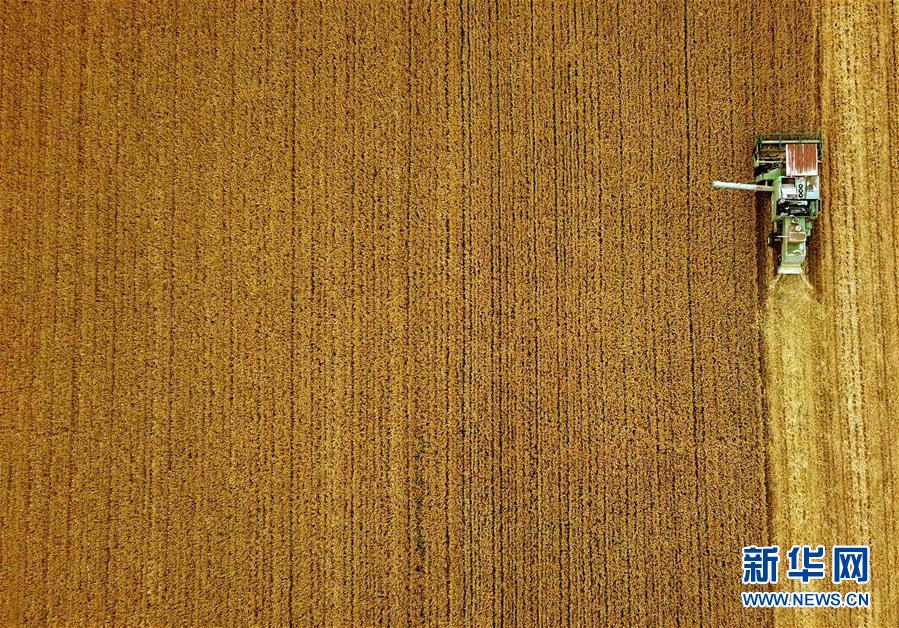 (新華全媒頭條·圖文互動(dòng))(7)大國(guó)糧倉(cāng)的新時(shí)代交響——河南農(nóng)業(yè)70年觀察