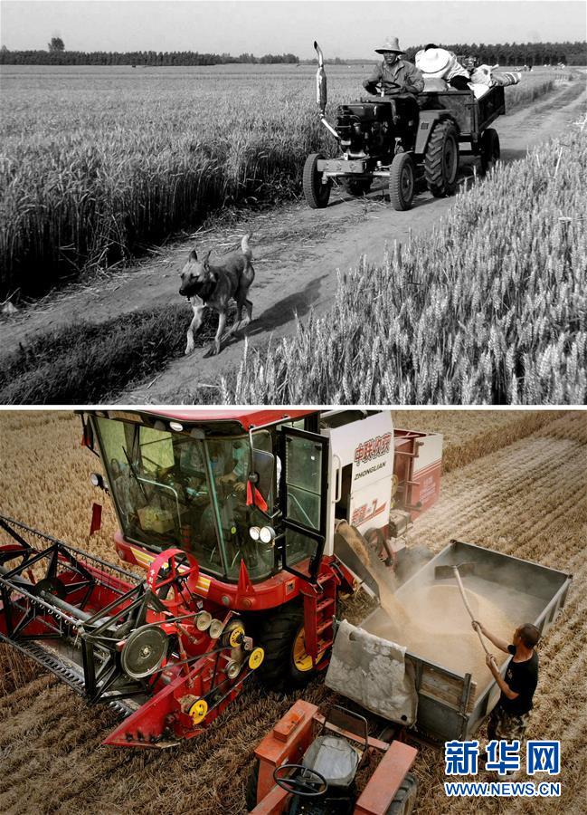 (新華全媒頭條·圖文互動(dòng))(8)大國(guó)糧倉(cāng)的新時(shí)代交響——河南農(nóng)業(yè)70年觀察