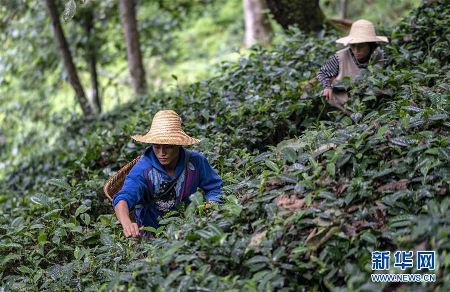 (決戰(zhàn)決勝脫貧攻堅(jiān)·圖文互動(dòng))(5)怒江大峽谷興起“生態(tài)行當(dāng)”