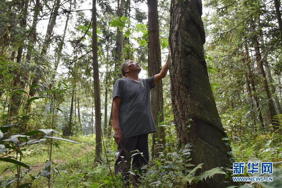 （愛國情 奮斗者&middot;圖文互動）（3）貴州印江高石坎護(hù)林隊：半輩子，以林場為家