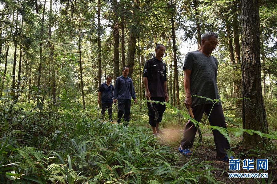 （愛國情 奮斗者&middot;圖文互動）（1）貴州印江高石坎護(hù)林隊：半輩子，以林場為家